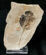 Unidentified Fossil Leaf - Green River Formation #16832-1